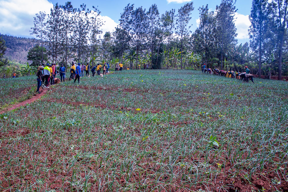 gitega-l-administration-agricole-mise-sur-les-exploitations-modeles-pour-stimuler-la-production