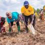 Plus de 4 000 agriculteurs engagés dans une campagne de semis de maïs pour renforcer la sécurité alimentaire...